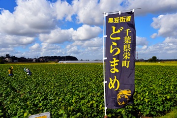 「丹波黒」と呼ばれる黒大豆の高級品種のどらまめ。クリックすれば、栄町の地域紹介の記事が見られます 「丹波黒」と呼ばれる黒大豆の高級品種のどらまめ